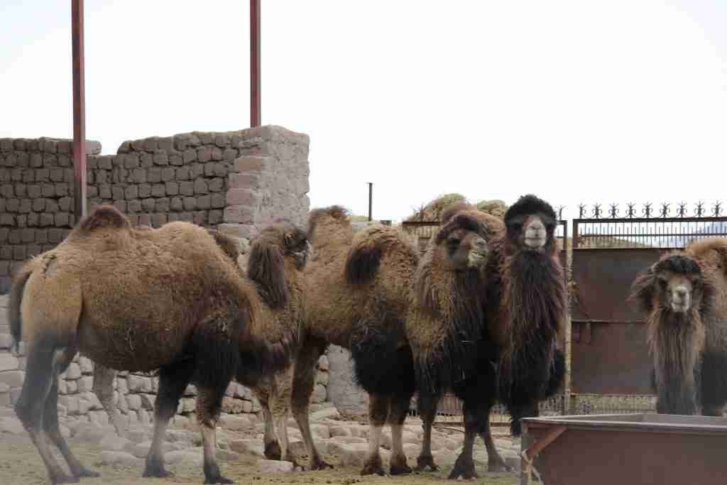 If you want to see the Double Hump Camel without troubling them visit the Farm at Chochot, Near Leh instead of Hunder Sand Dunes.