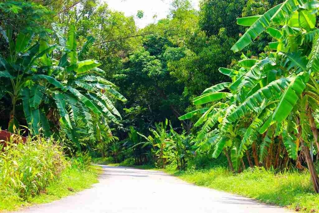 pathway