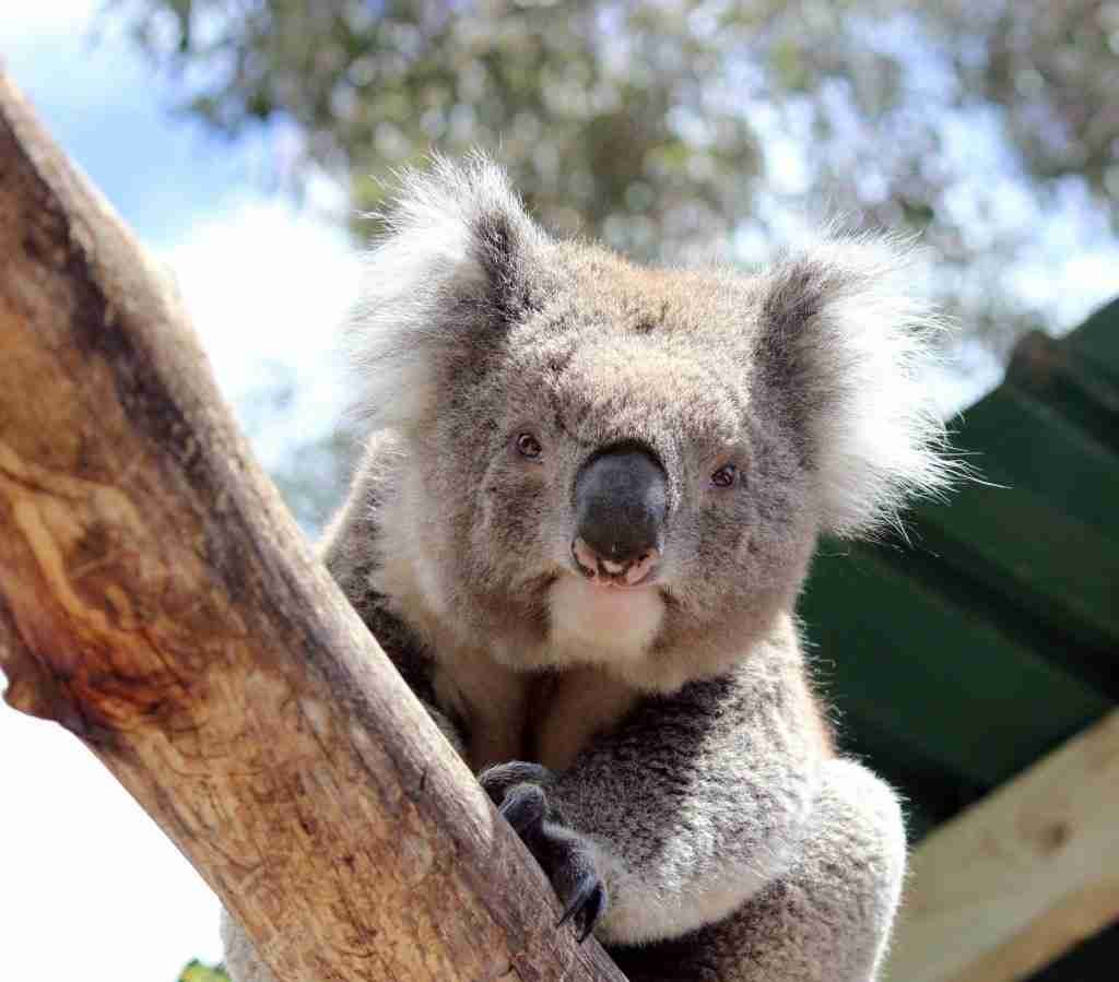 Get up close with Koalas