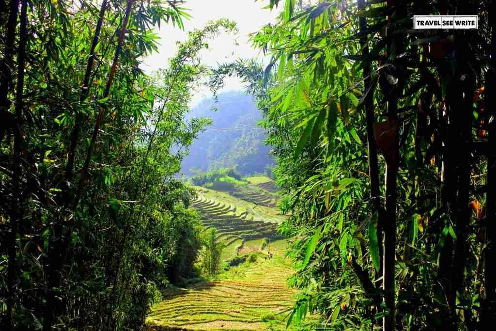 Valley View from Bamboo Forest, Vietnam