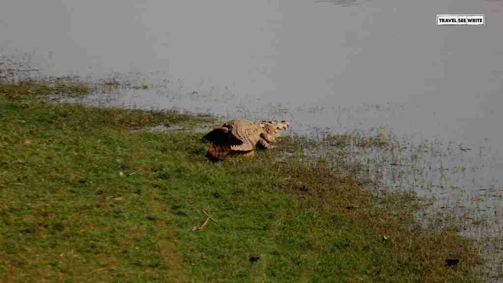 Crocodile at Ranthambore National Park