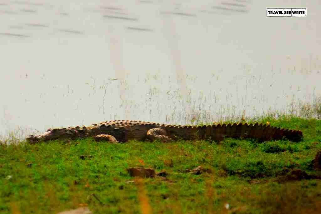 Crocodile resting at Padam Lake, Ranthambore National Park
