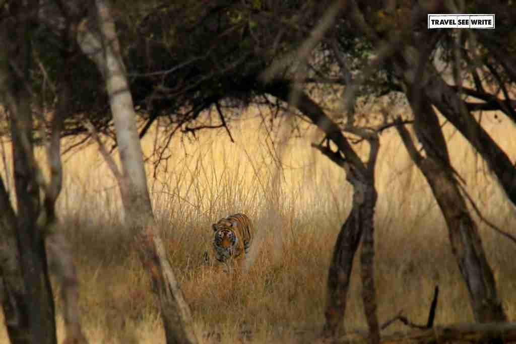 Finally Tiger Darshan, Ranthambore National Park