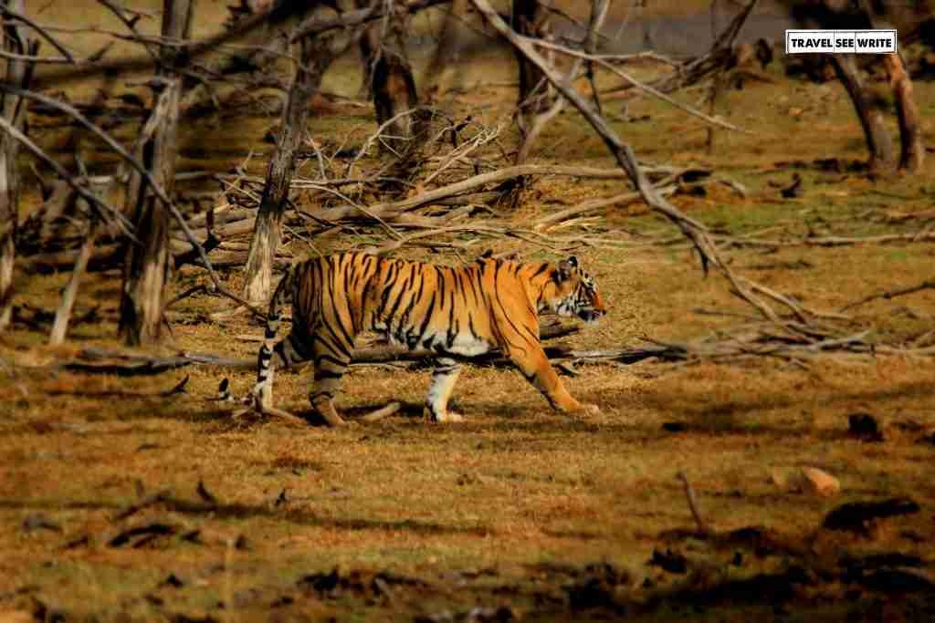 Finally the Tiger rewards the waiting eyes, Ranthambore National Park