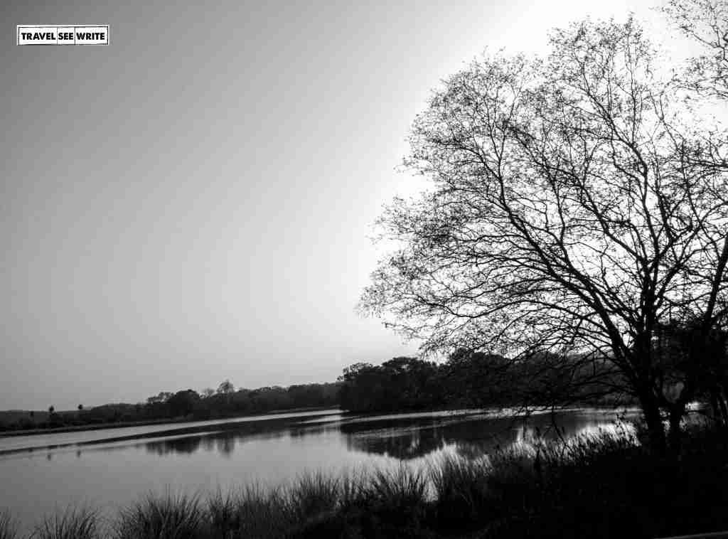 Padam Talab, Zone 3, Ranthambore Jungle Safari