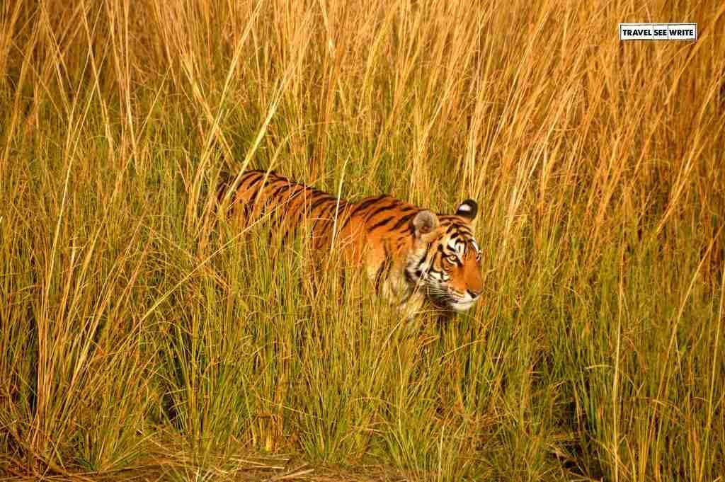 Tiger Safari in Ranthambore National Park