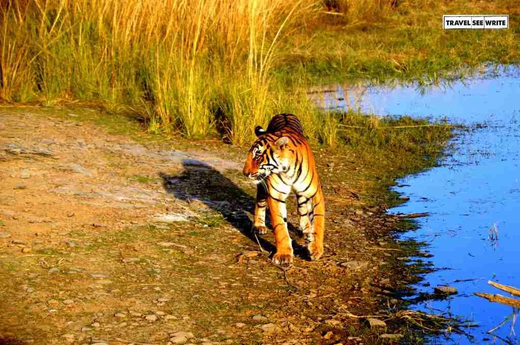 Tiger at Padam Lake, Zone 3, Ranthambore National Park
