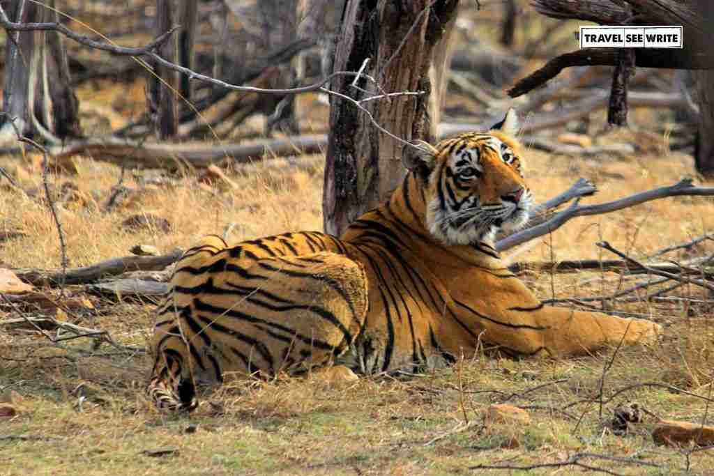 Tiger patiently waiting for his prey, Ranthambore National Park