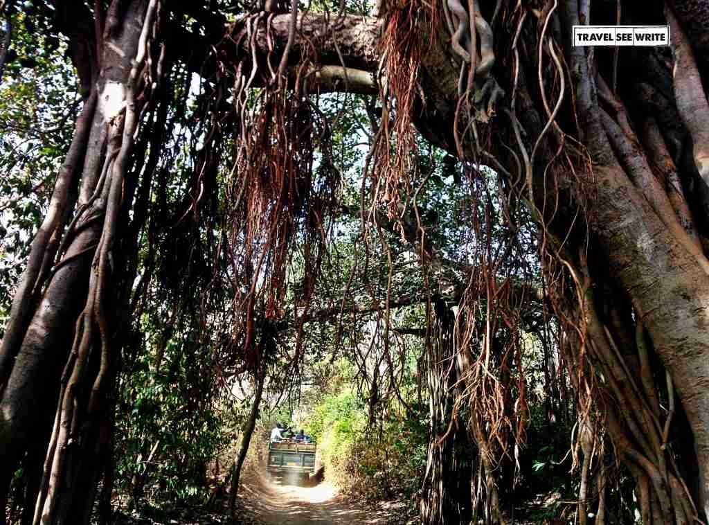 Zone 3 Jungle Safari Route, Ranthamore