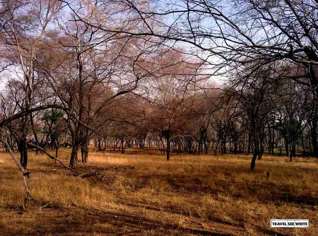 Zone 3 Jungle Safari Route, Ranthamore National Park