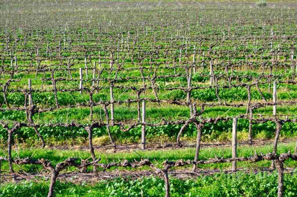 Go on a Wine trail at Barossa Valley, near Adelaide