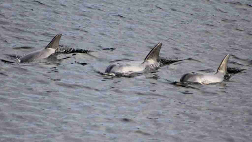 Swim with the dolphins. Pic CC Greg Scales, Flicker. License to share and modify