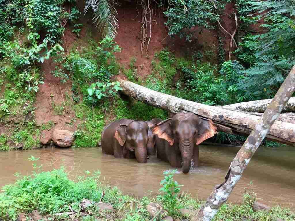 Elephant Valley Project, Sen Monorom, Cambodia