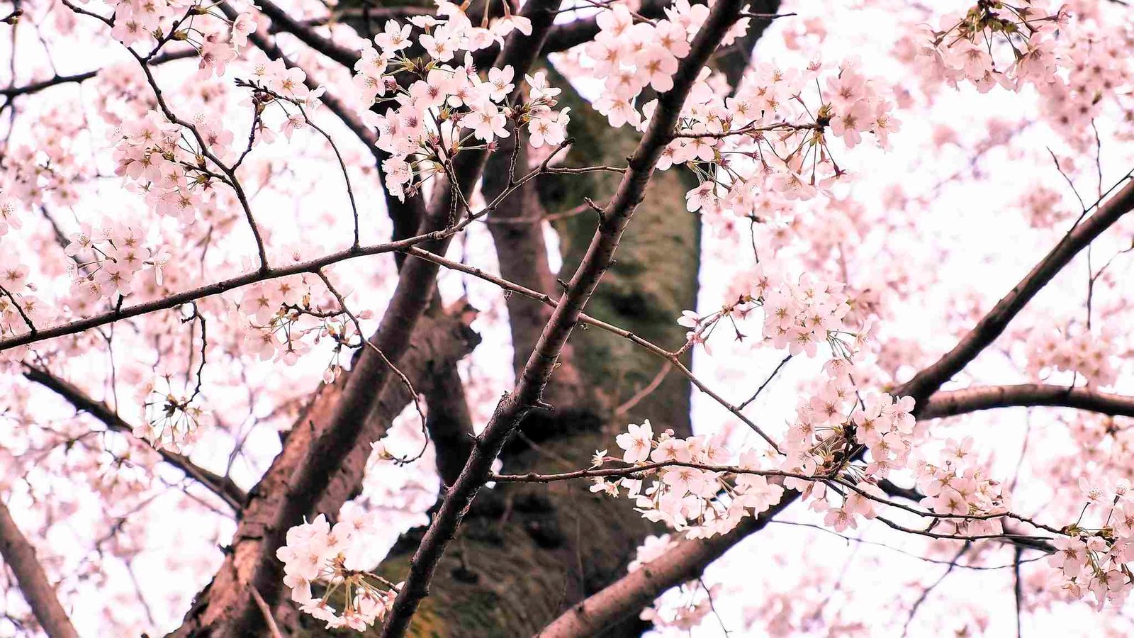 Cherry Blossoms (Sakura) in Japan Image by <a href="https://www.flickr.com/photos/_torne/8583360204/sizes/k/">torne (where's my lens cap?)</a>, used under Creative Commons license 2.0