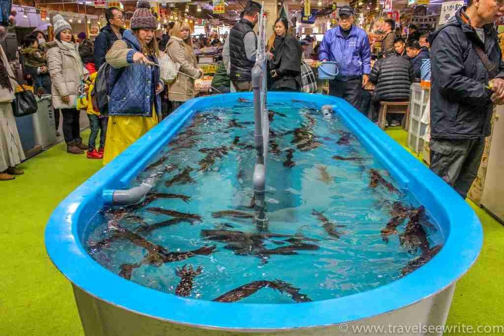 Hakodate morning seafood market