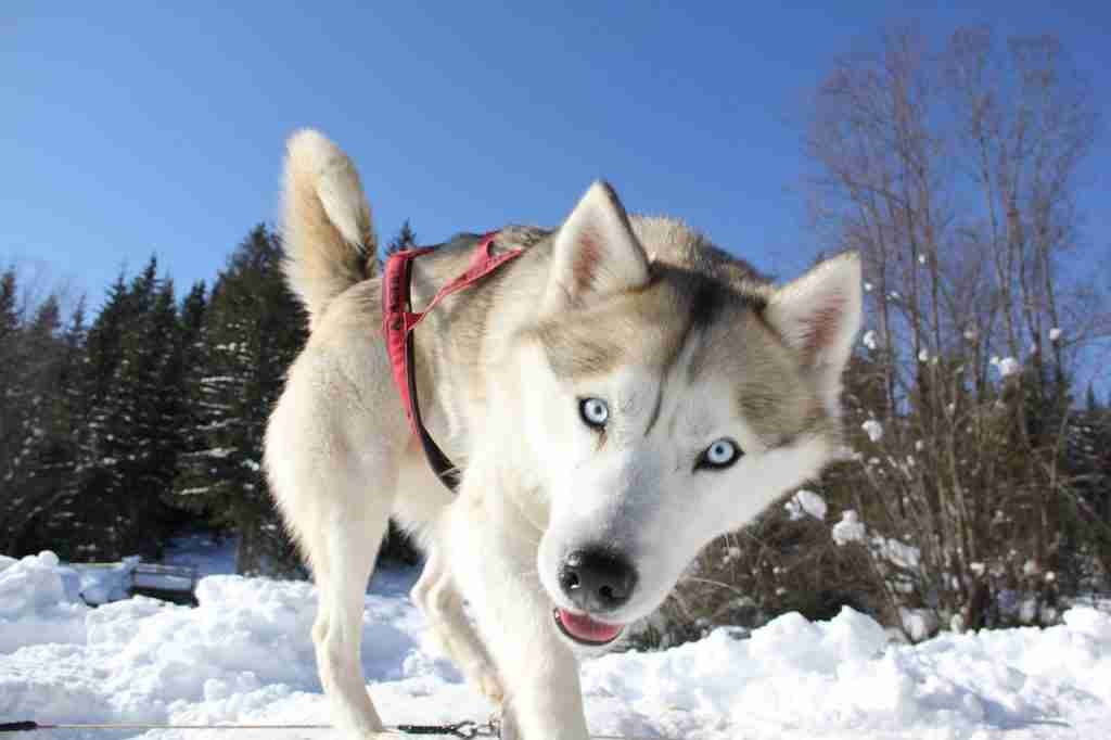 What to do in winter in Slovakia: go for husky rides