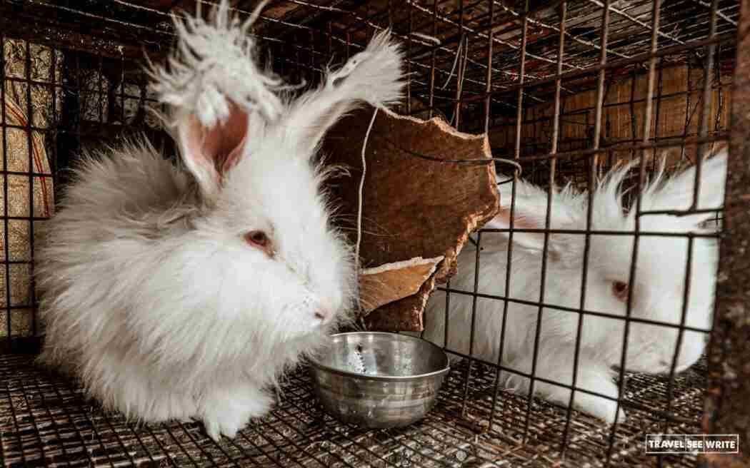 Kullu Rabbit Munsiyari's Women of Mettle | Ecotourism and Women Empowerment Stories ...